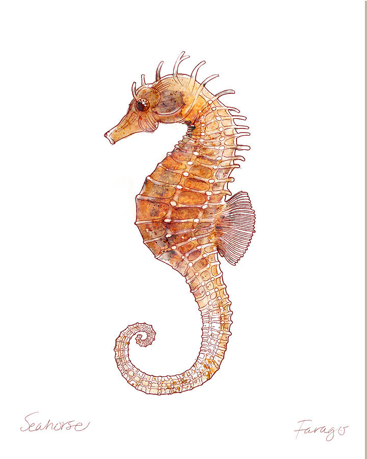 Horse Drawing - Seahorse by Peter Farago