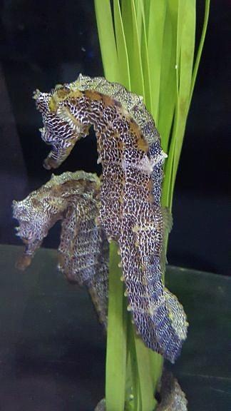 Seahorses Photograph by Pour Your heART Out Artworks