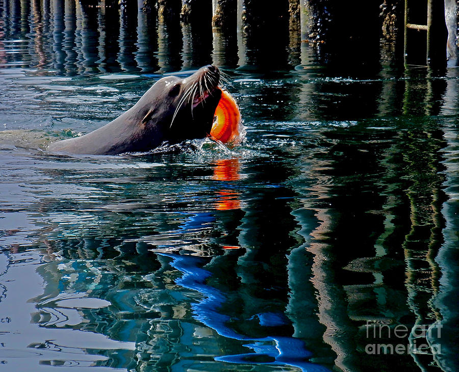 Seal and Salmon Photograph by Michael Cinnamond