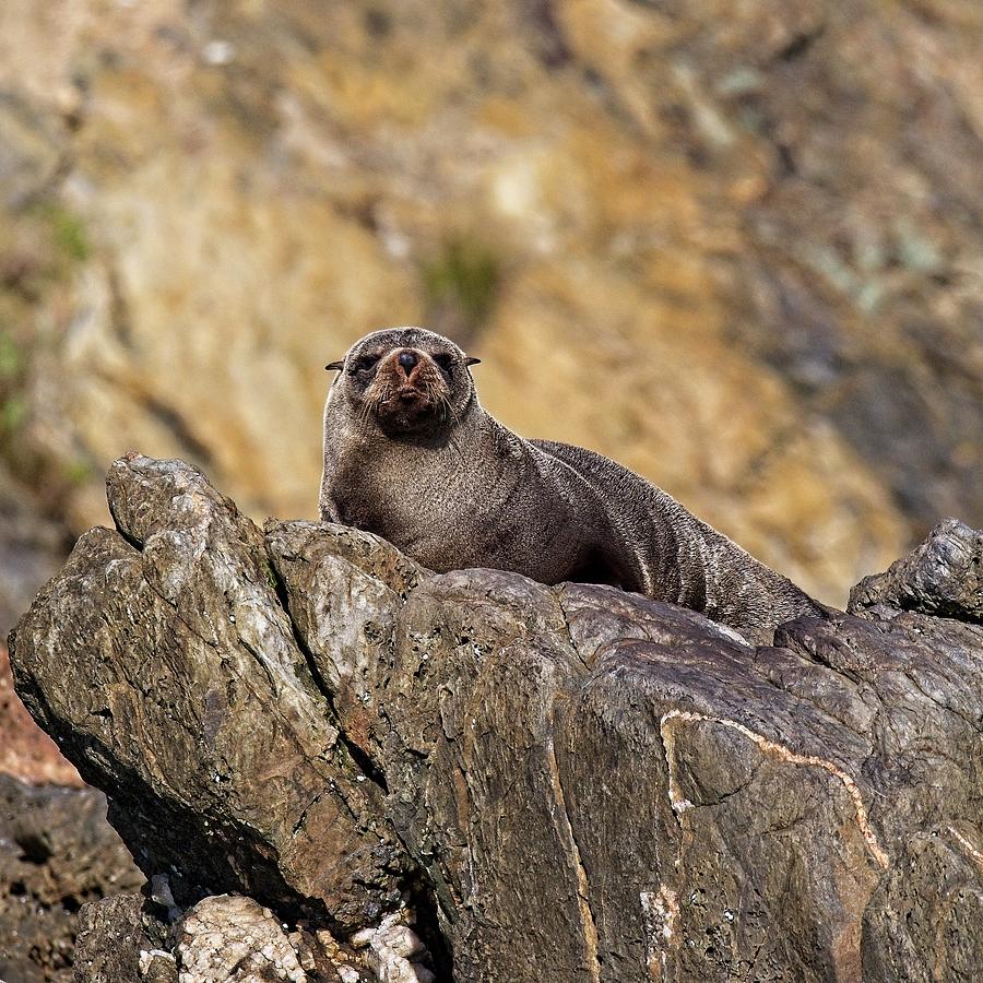 Seal - Batemans Bay - Australia Photograph by Steven Ralser