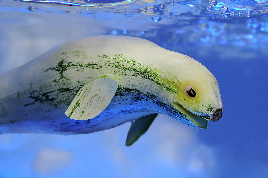 Zucchini Seal Photograph by Cacio Murilo De Vasconcelos