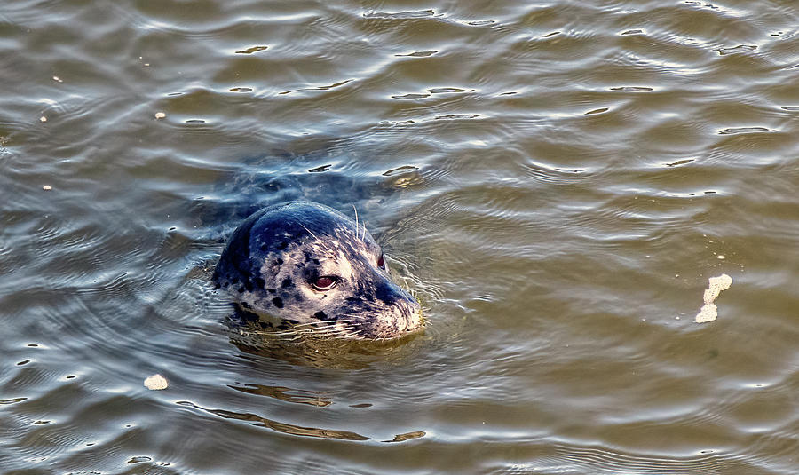 Nature Photograph - Seal from Waldport Bridge View 6714-091221-2 by Tam Ryan