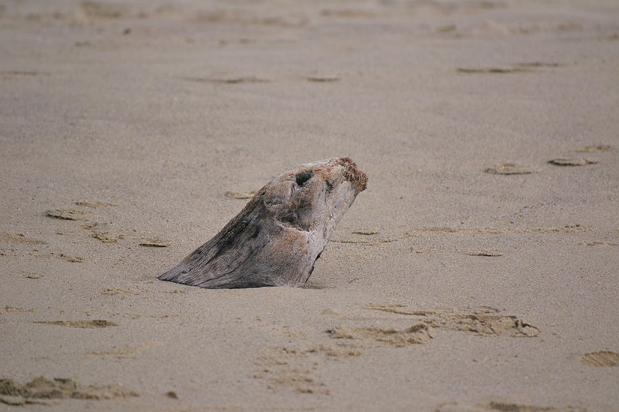 Seal In Sand Natural Driftwood Photograph