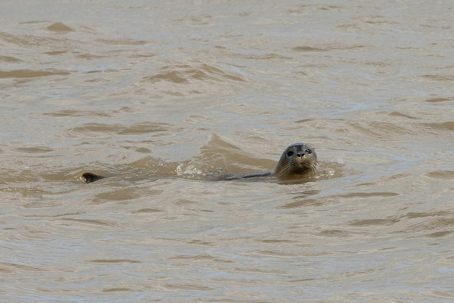 Seal. Just Bobbing Along. Photograph by Wendy Cooper