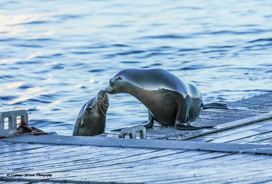 Seal Love Photograph by Tahmina Watson