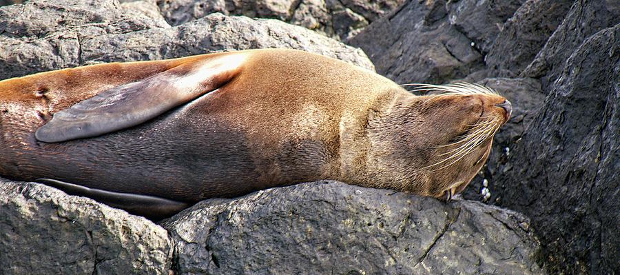 Seal - Montague Island - Australia 6 Photograph by Steven Ralser