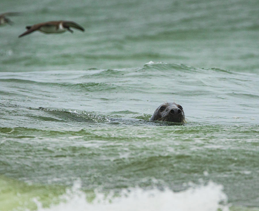 Seal on a Stormy Sea Photograph by Brian Caldwell