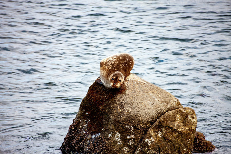 Seal on the Rock Photograph by Anthony Jones