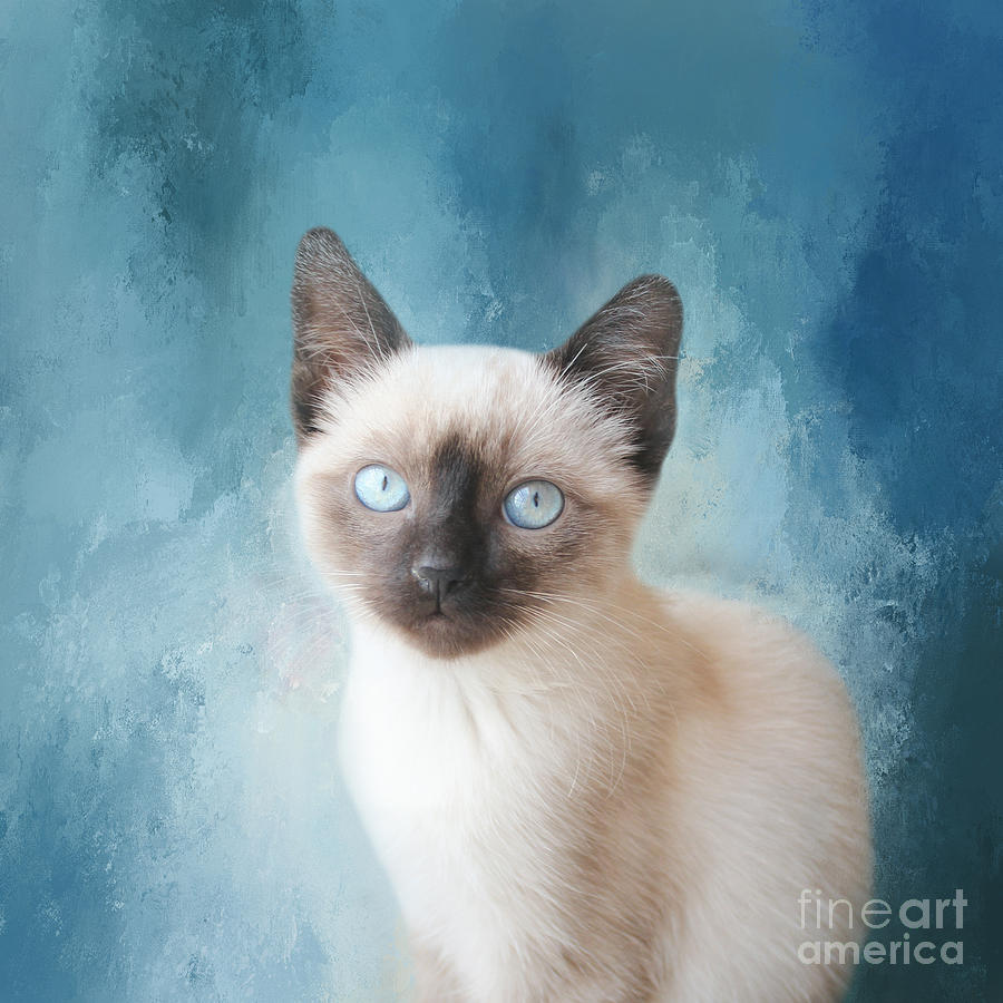 Cat Photograph - Seal Point Siamese Kiten Two by Elisabeth Lucas