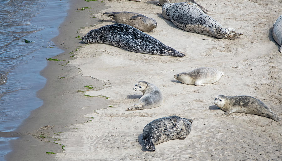 Wildlife Photograph - Seal Pups and Adult Seals 6783-091221-2 by Tam Ryan