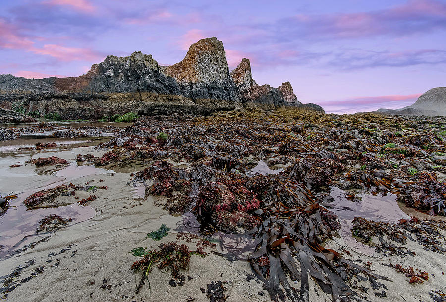 Seal Rock Extreme Low Tide Photograph by Bill Posner