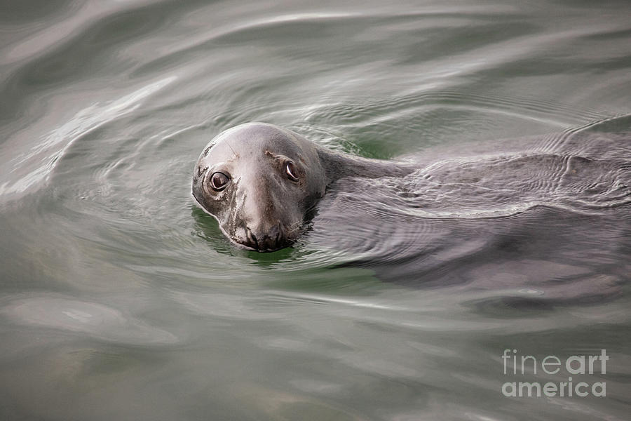 Seal Series 18 Photograph by Jeannette Hunt