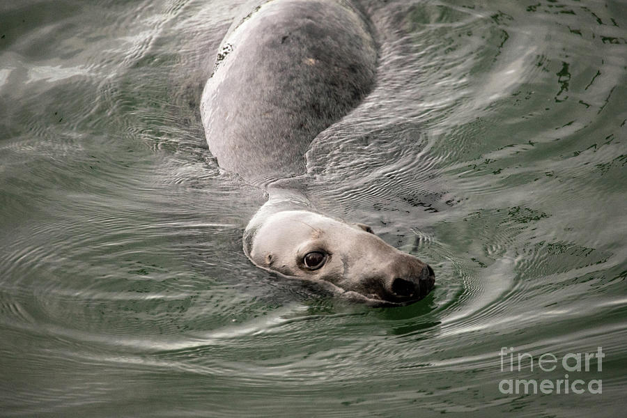 Seal Series 40 Photograph by Jeannette Hunt