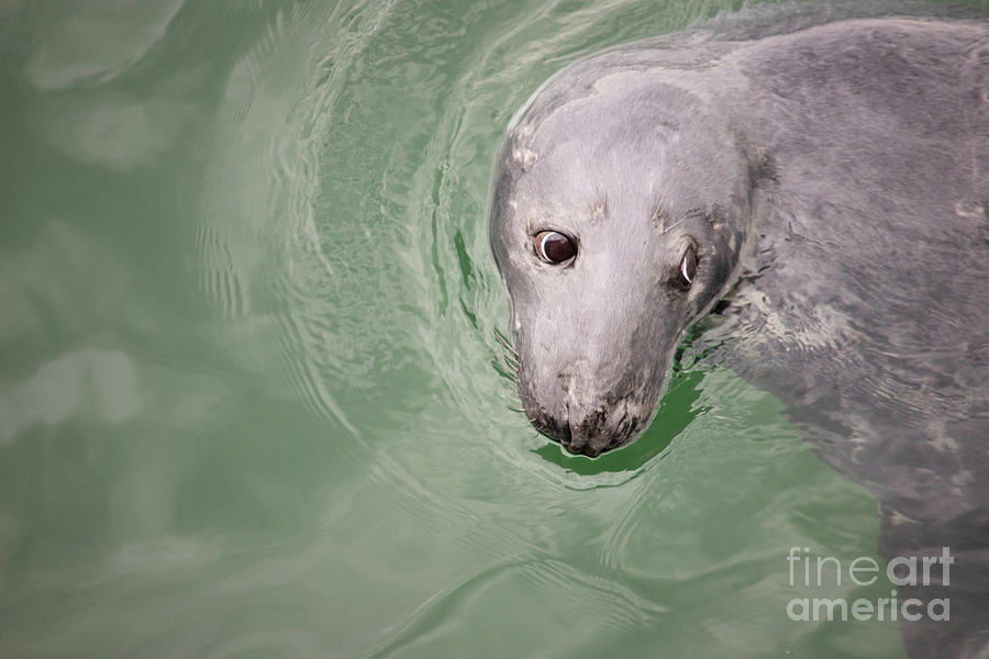 Seal Series 42 Photograph by Jeannette Hunt