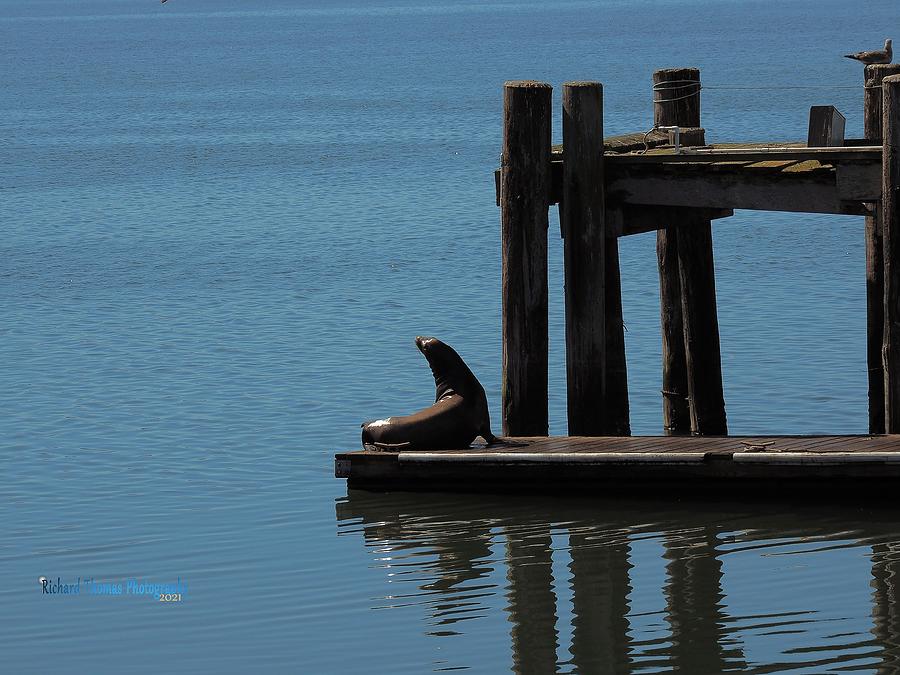 Seal Sharing the Pier Photograph by Richard Thomas