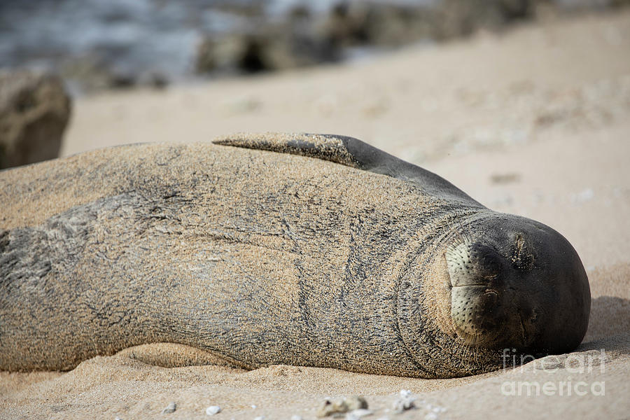 Seal Siesta Photograph by Erin Marie Davis