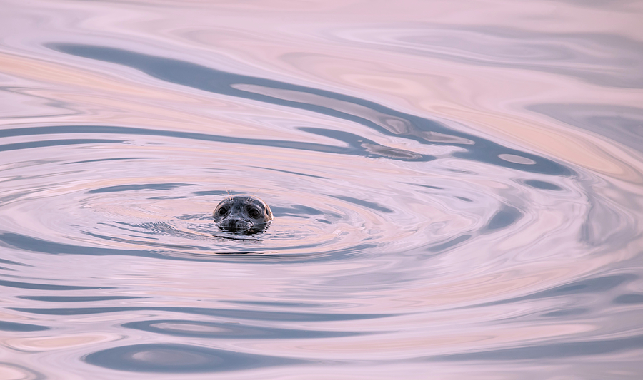 Seal Swirl Photograph by Loree Johnson