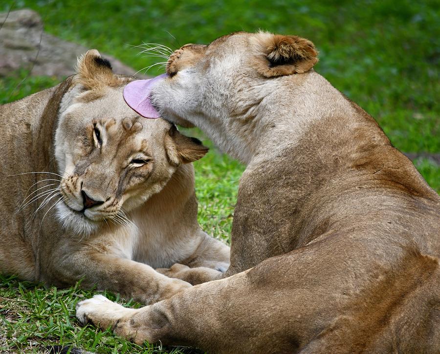 Lion Photograph - Sealed With a Kiss by Richard Bryce and Family