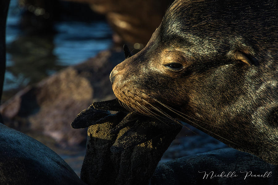Sealion at sunset Photograph by Michelle Pennell