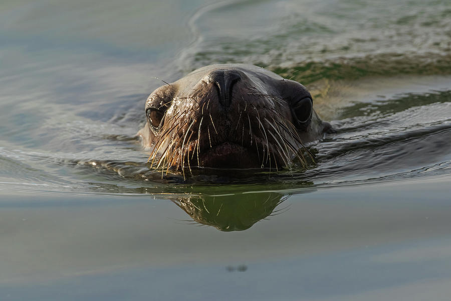 Sealion close up Photograph by Michelle Pennell