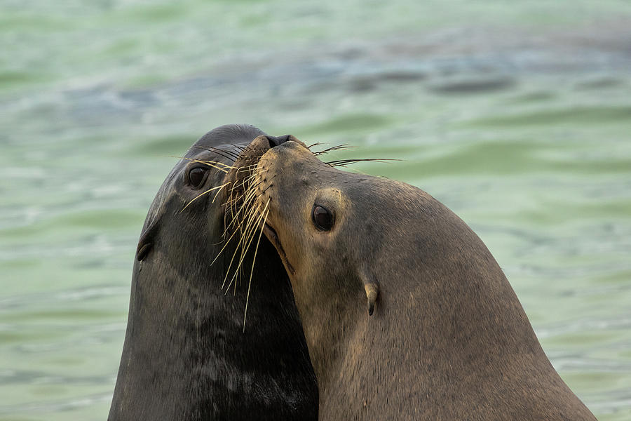 Sealion kisses Photograph by Michelle Pennell