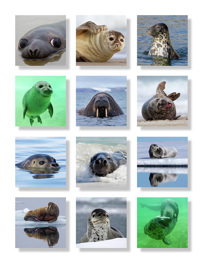 Seals Photograph by Arterra Picture Library
