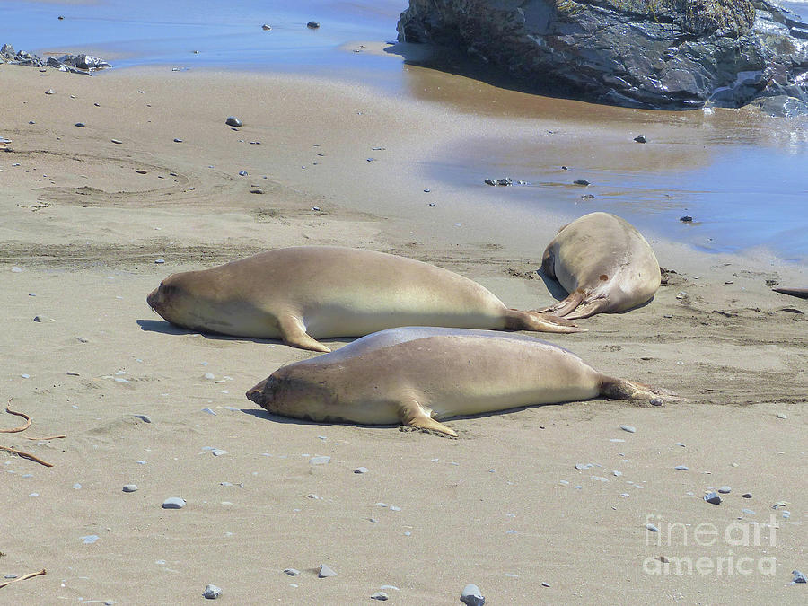 Beach Photograph - Seals at Rest by Connie Sloan