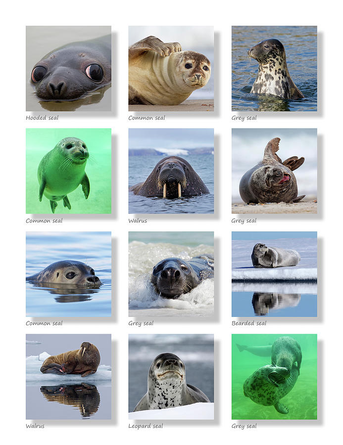 Seals Collection Photograph by Arterra Picture Library
