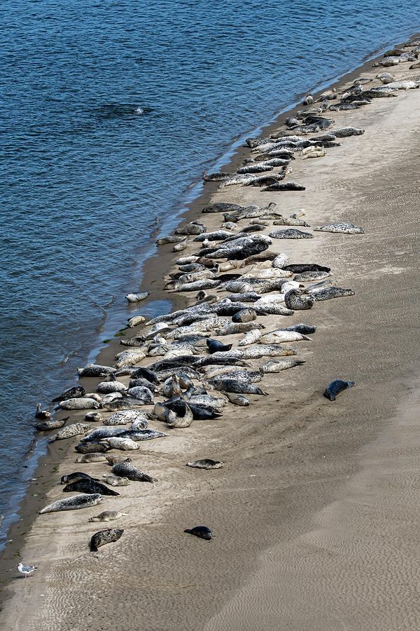 Seals from Waldport Bridge - Waldport, Oregon 6710-091221-2 Photograph by Tam Ryan