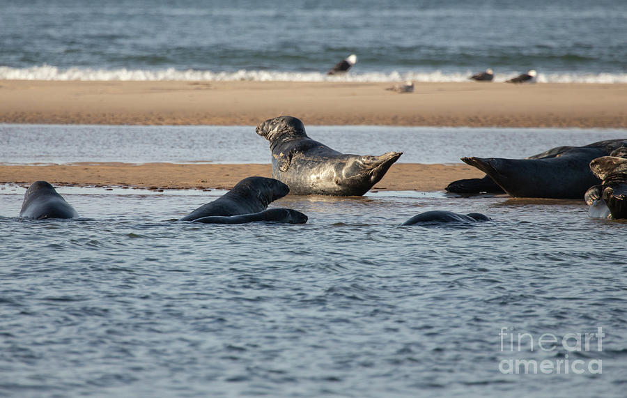 Seals hauled out at low tide Photograph by Jeannette Hunt