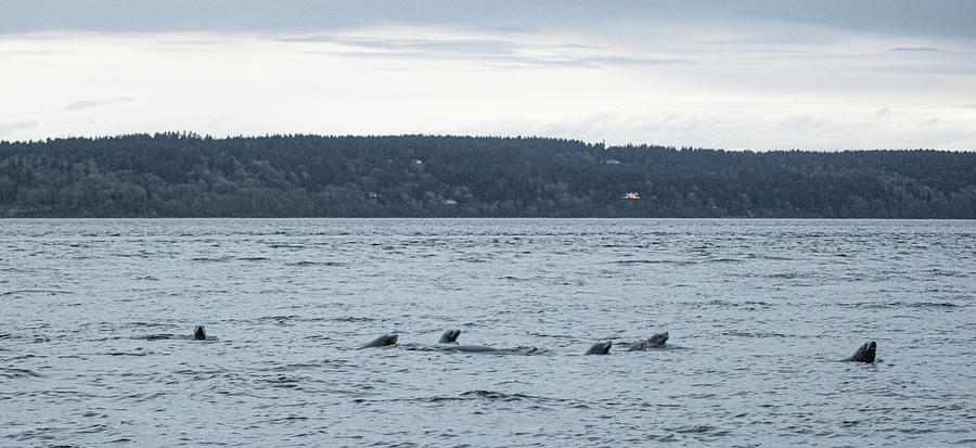 Seals In Formation Photograph