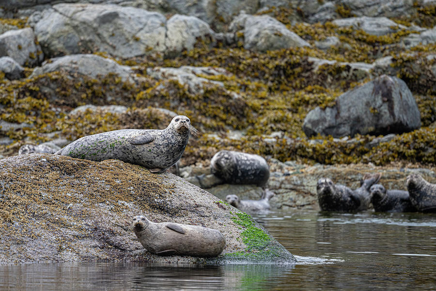 Seals in Nature Photograph by Bill Cubitt