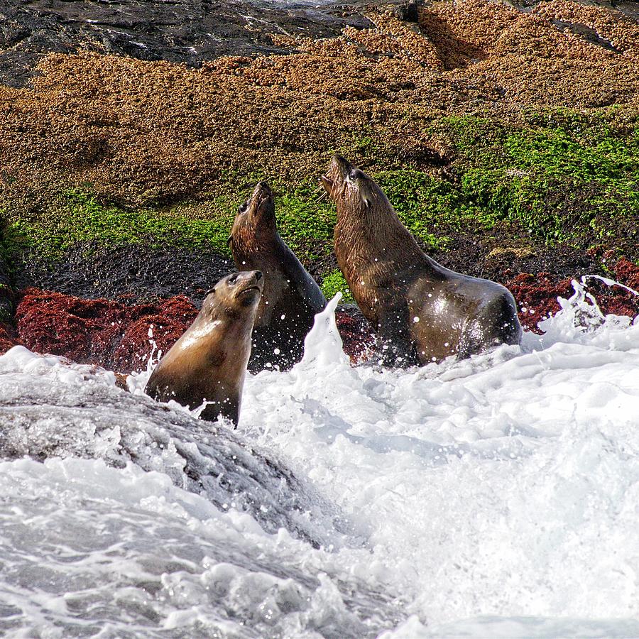 Seals - Montague Island - Australia 7 Photograph by Steven Ralser