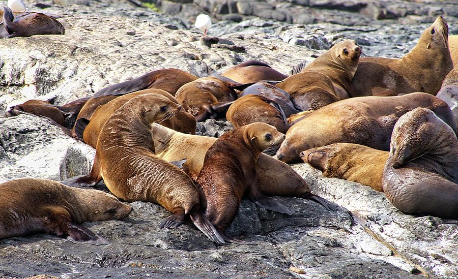 Seals - Montague Island - Australia 8 Photograph by Steven Ralser