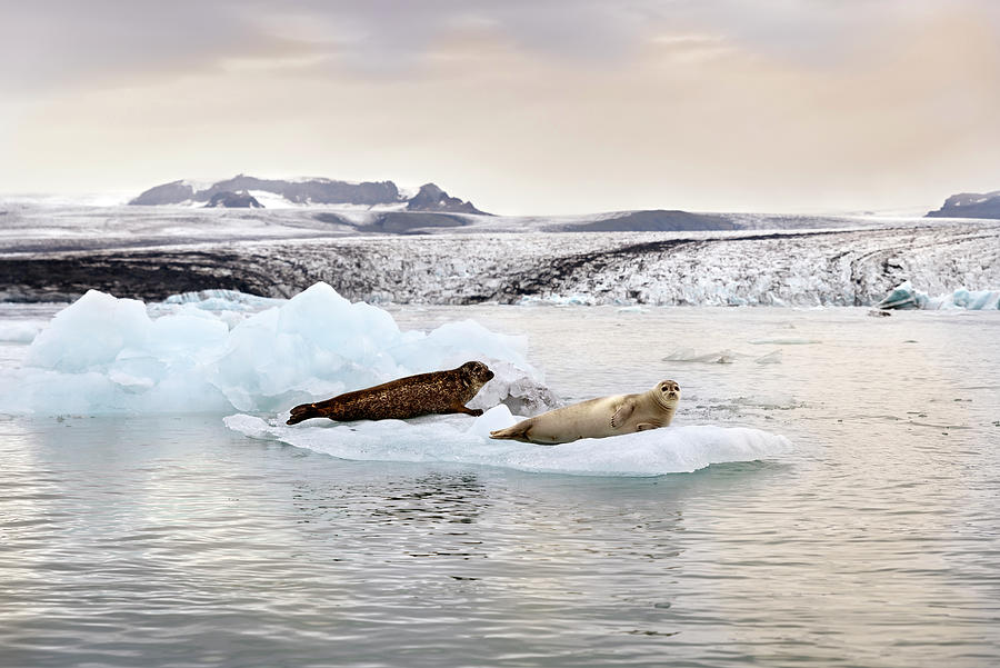 Nature Photograph - Seals on an iceberg in Jokulsarlon glacier lagoon by RicardMN Photography
