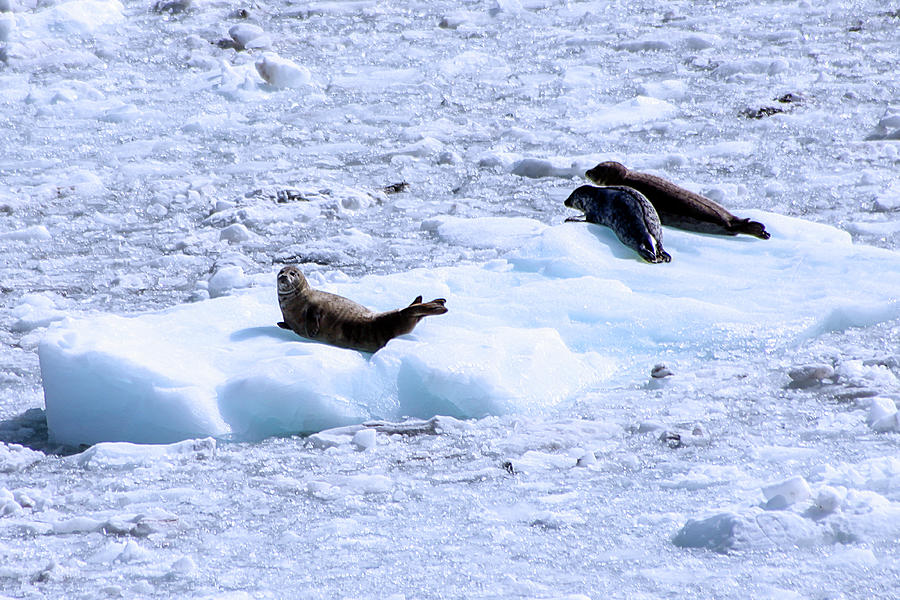 Seals on Ice, Alaska Photograph by Dawn Richards