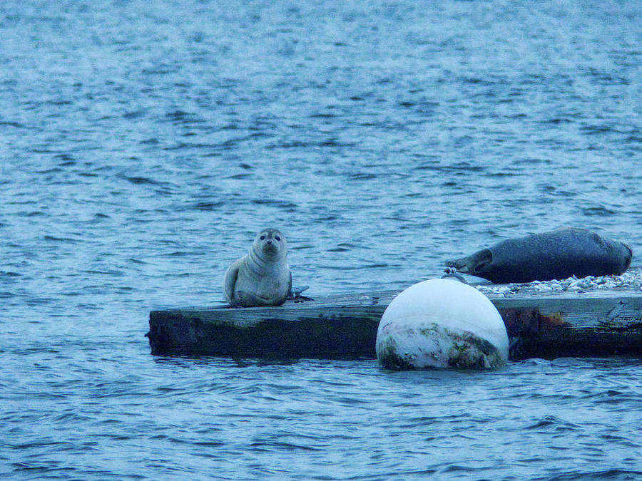 Seals on the Danvers River at Dusk Photograph by Scott Hufford