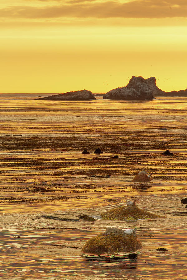 Seals, Rocks and Golden Hour Photograph by Roger Mullenhour