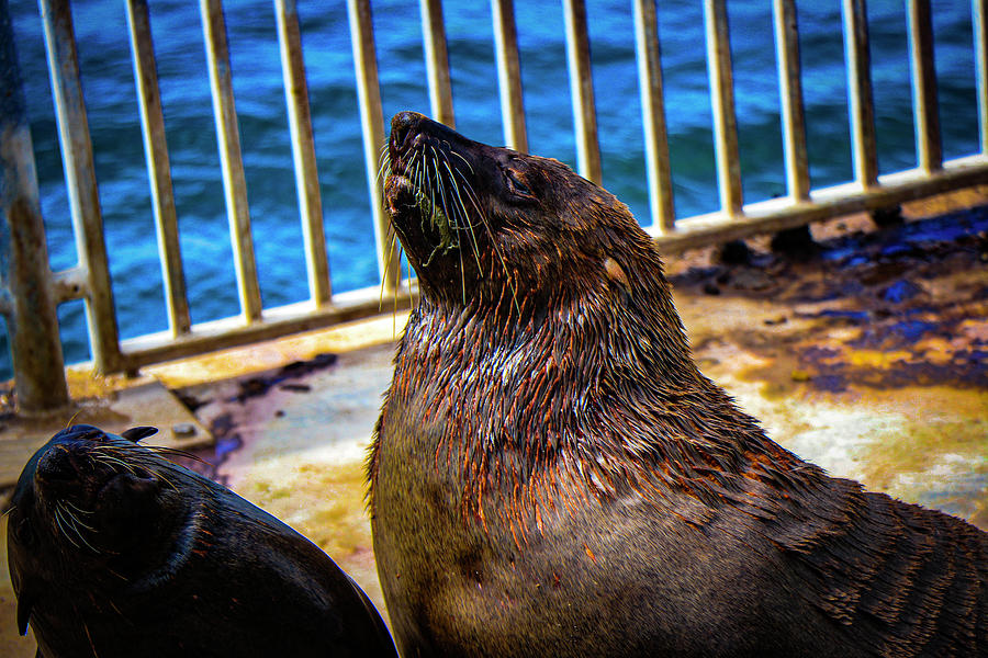 Holiday Photograph - Seals by Shelly John