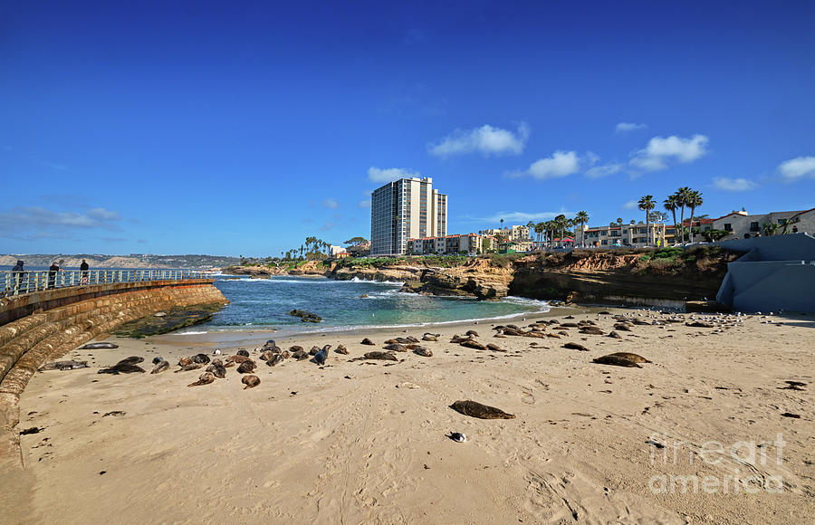 Seals sunbathing at La Jolla's Children's Pool Beach Photograph by Jo ...