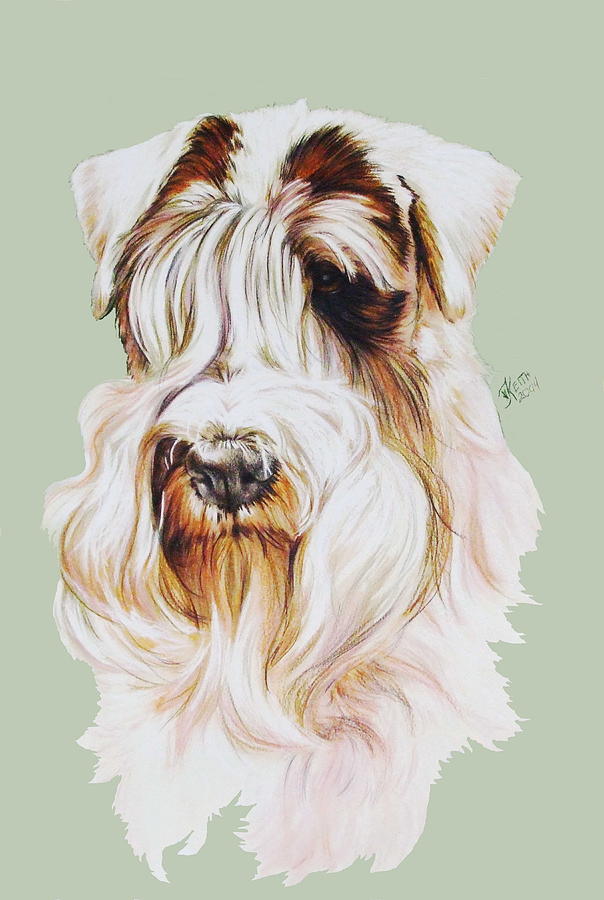 Sealyham Terrier in Watercolor Painting by Barbara Keith