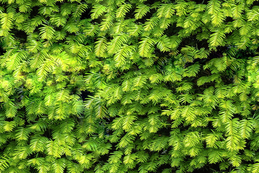 Seamless background of close up on taxus baccata evergereen hedge Photograph by Elenarts - Elena Duvernay photo