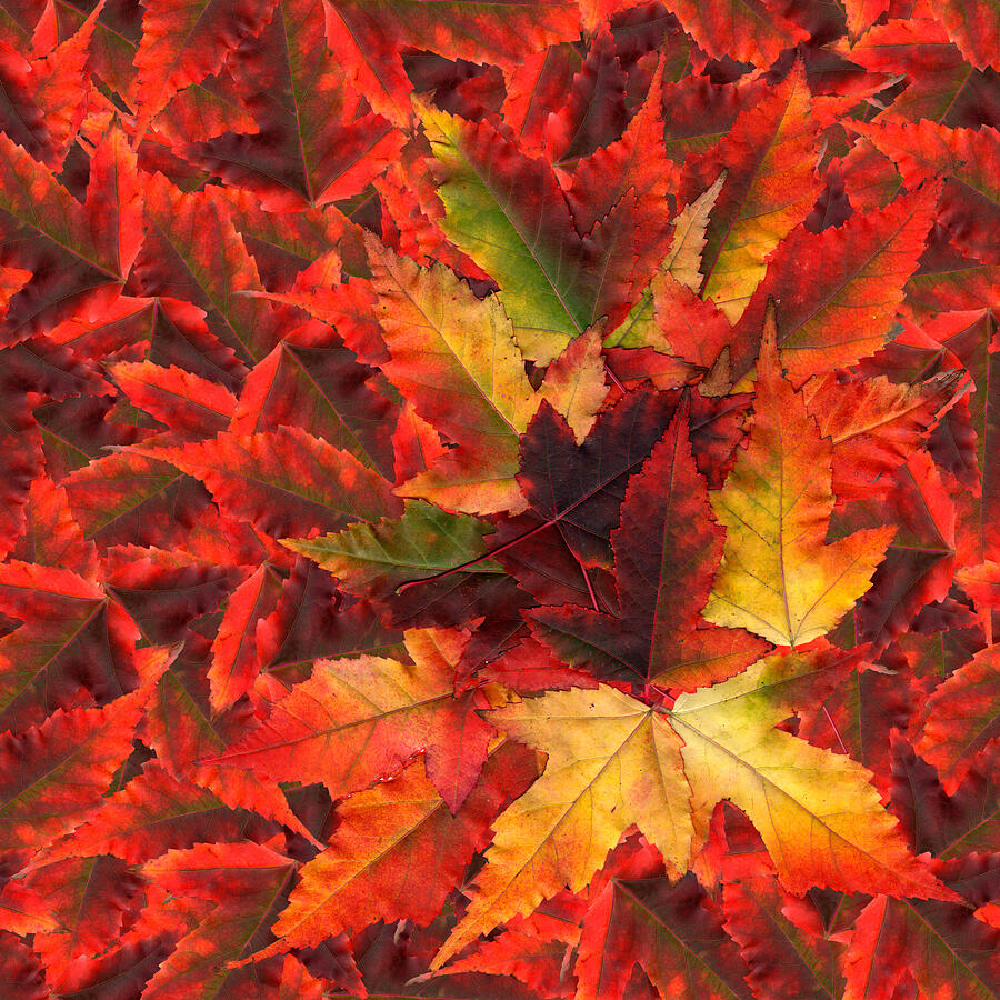 Seamless Background Pattern Texture Made Of Maple Leaves Photograph by Aarud