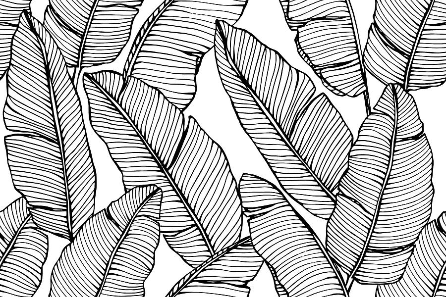 Set of Banana leaf drawing botanical illustration. - Stock Illustration  [64424525] - PIXTA