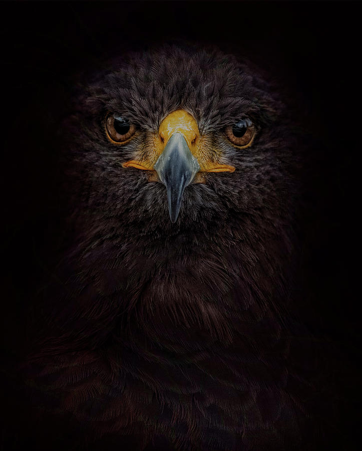Searching for Darkness by Kelley Parker Searching for Darkness by Kelley Parker