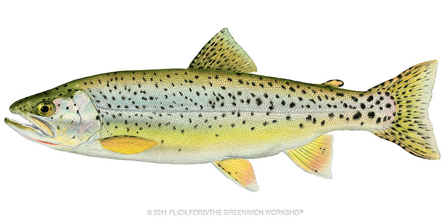 Searun Cutthroat Trout Painting by Flick Ford - Fine Art America