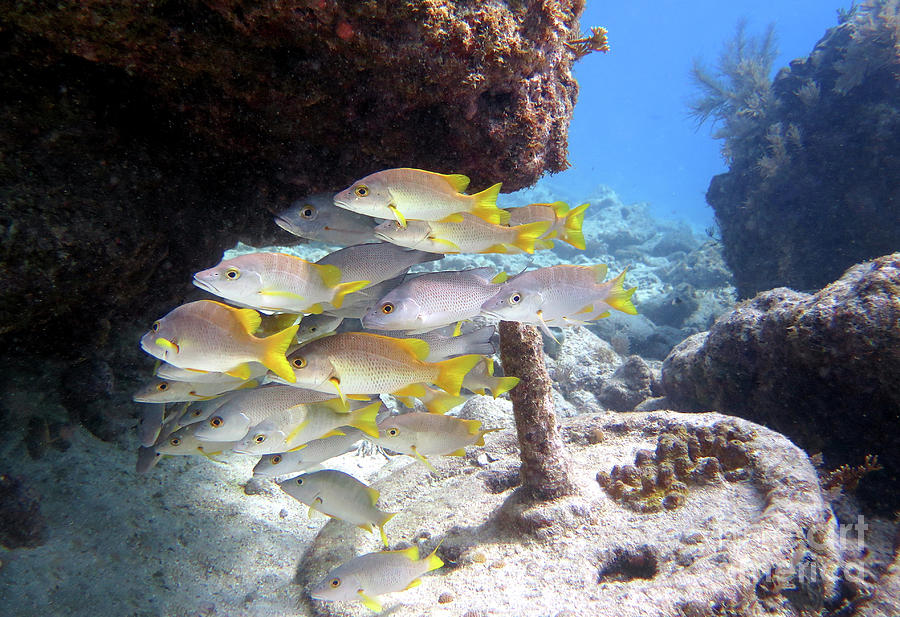 Seascape at Molasses Reef 13 Photograph by Daryl Duda