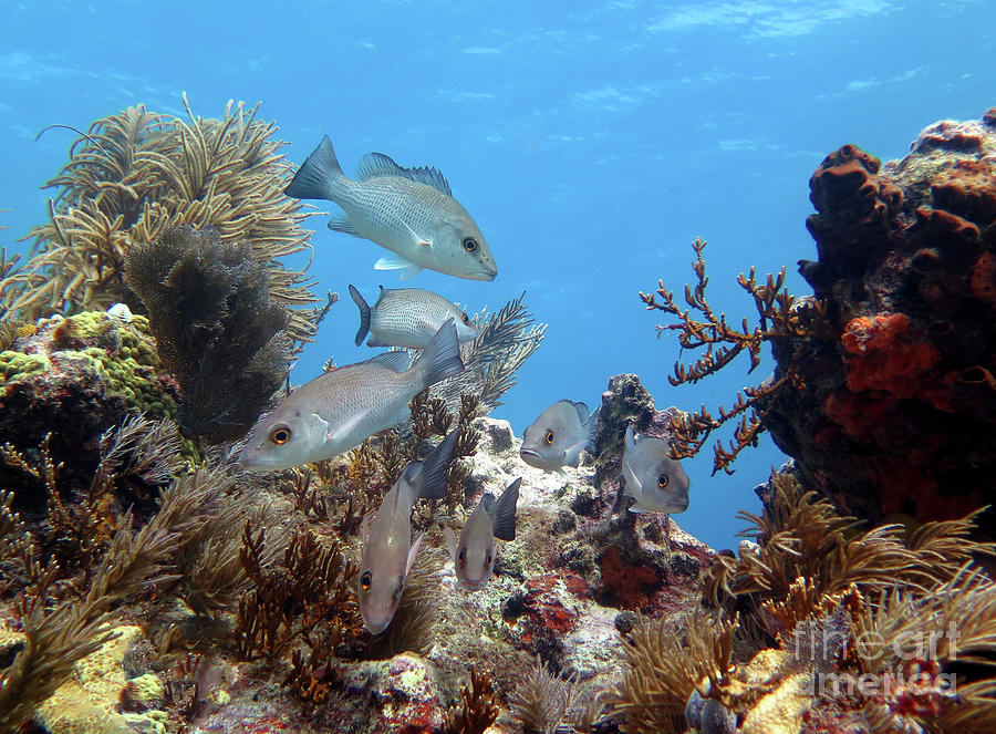 Seascape at Molasses Reef 6 Photograph by Daryl Duda