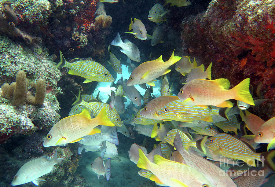 Seascape at Molasses Reef 7 Photograph by Daryl Duda