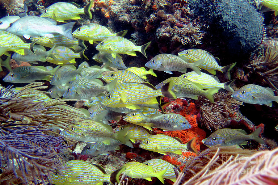 Seascape at Molasses Reef Photograph by Daryl Duda